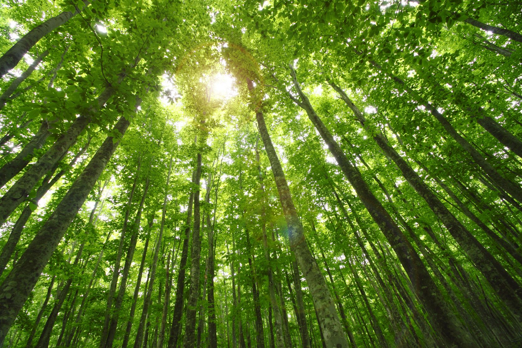 11844875 - beech forest